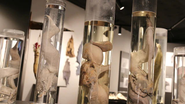 Islandzkie Muzeum Fallologiczne